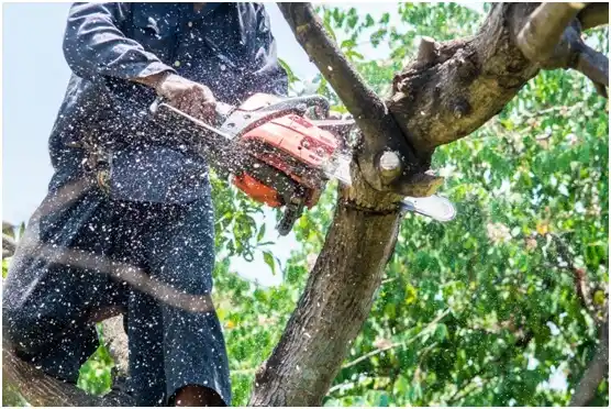 tree services Wild Rose